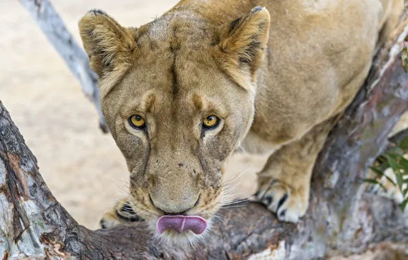 Picture language, cat, look, face, lioness, ©Tambako The Jaguar