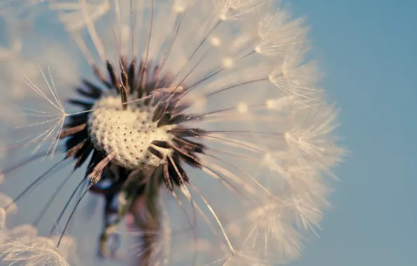 Macro, flowers, background, dandelion, blue, widescreen, Wallpaper, wallpaper