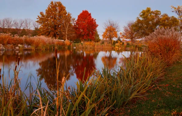 Autumn, the sky, grass, trees, lake, pond