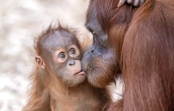 Pose, kiss, baby, lips, monkey, weasel, cub, mom