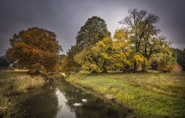 Autumn, channel, swans