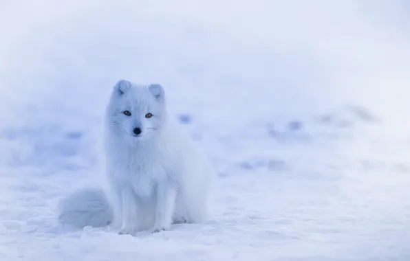 Cold, winter, white, Fox, white, sitting, fox, waiting for