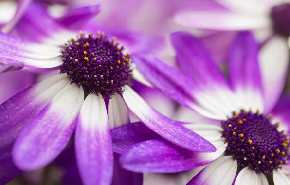 Macro, petals, Cineraria