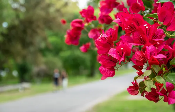 Road, flowers, branches, Park, tree, street, red, flowering