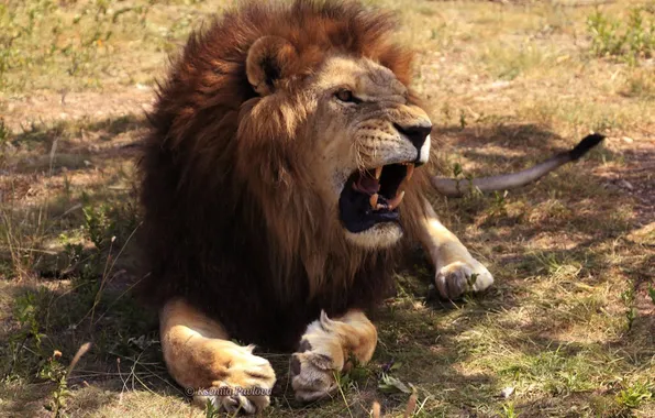 Picture animal, big cat, angry lion