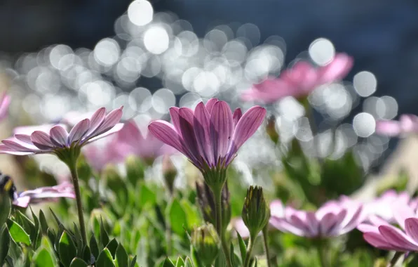 Flowers, nature, Daisy