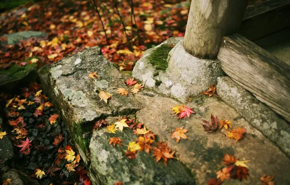 Autumn, leaves, stones