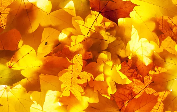 Autumn, leaves, light, maple leaves, oak leaves