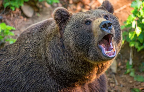 Picture Bear, Fangs, Face, Predator, Beast, Grin, Bruin, Brown Bear