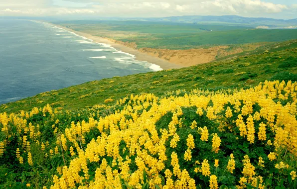 Nature, the ocean, california, landscape, nature