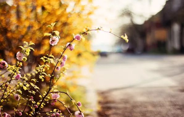 Road, greens, leaves, trees, flowers, background, tree, Wallpaper