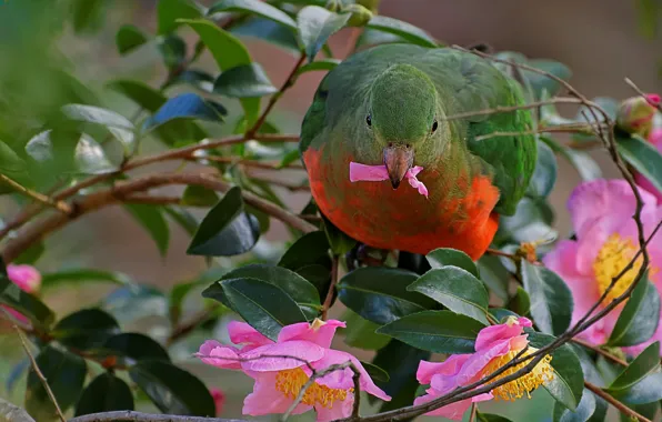 Flowers, nature, bird, Tree, parrot, Camellia