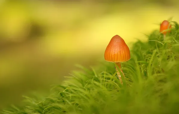 Grass, green, mushrooms