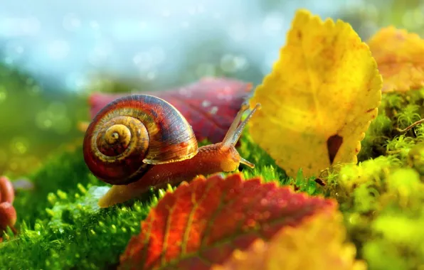 Macro, Leaves, Snail, Macro