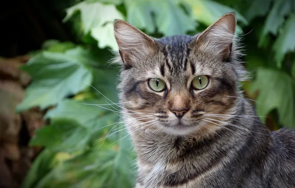 Cat, look, blurred background