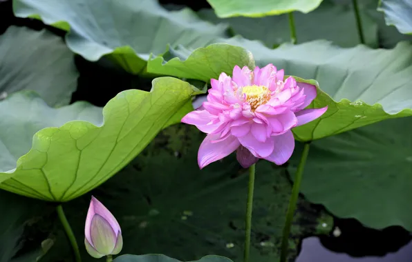 Flowers, petals, Lotus, flowering