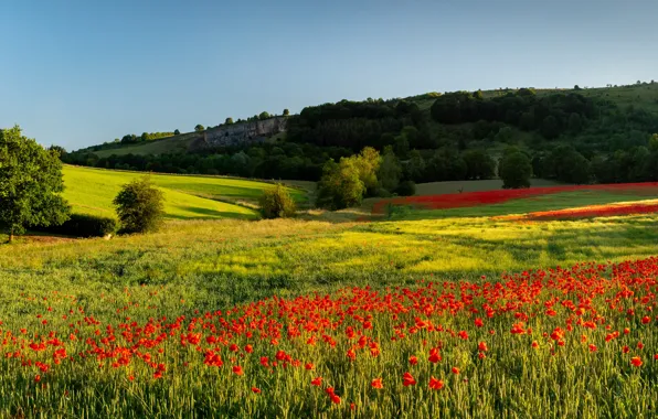 Field, forest, summer, the sky, flowers, Maki, poppy field