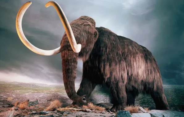 Picture mammoth, tusks, extinct