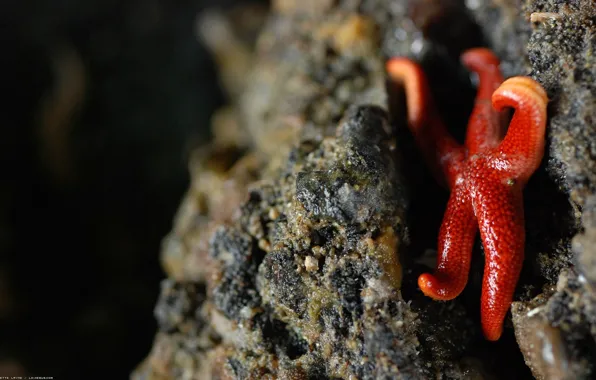 Picture FOCUS, RED, SEA, STAR, The RIFT