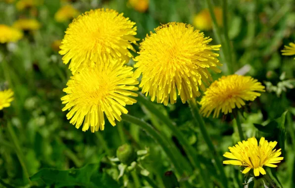 Macro, dandelions, yellow