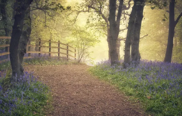 Flowers, fog, Park, spring