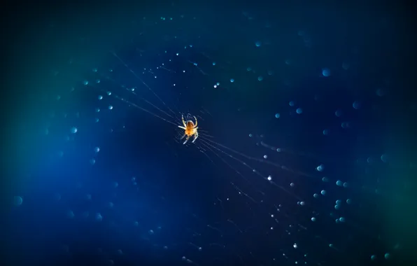 Macro, web, spider, bokeh