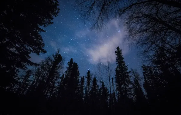 Picture forest, the sky, trees, night, nature, stars