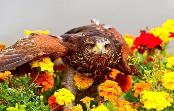 Picture look, flowers, bird, predator, marigolds
