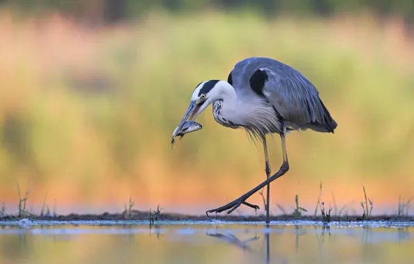 Water, bird, fish, Heron, catch