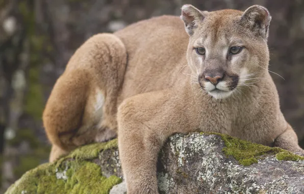 Picture look, stone, observation, Puma