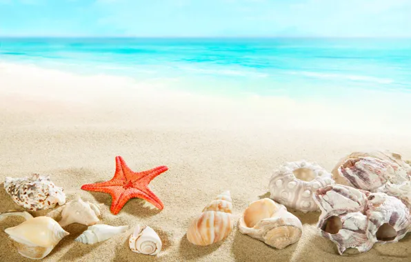 Sand, sea, beach, shore, shell, summer, beach, sea