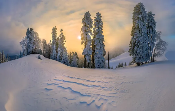 Picture winter, snow, trees, the snow, Abkhazia