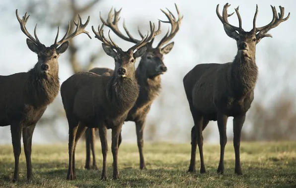 Nature, pack, horns, deer