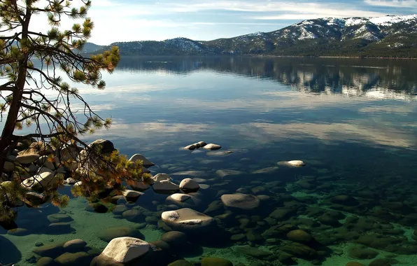 Water, trees, branches, nature, stones
