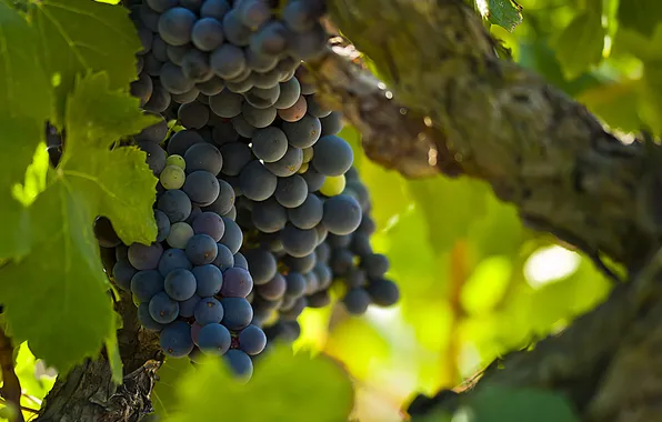 Leaves, berries, branch, green, grapes, vine, bunches