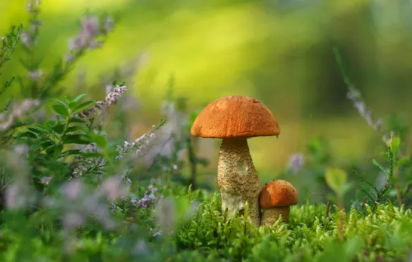 Picture mushrooms, moss, boletus, Heather