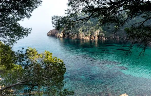 Sea, trees, branches, rocks, shore, Bay, Spain, Costa Brava