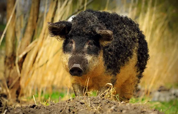 Grass, face, nature, pig, boar, curls, hog, Piglet