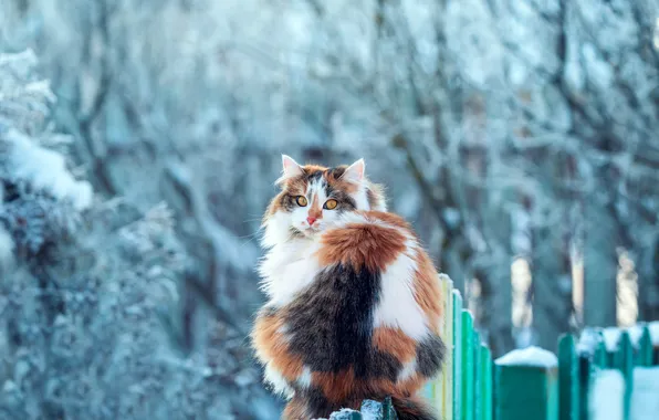 Picture winter, cat, look, on the fence, fluffy