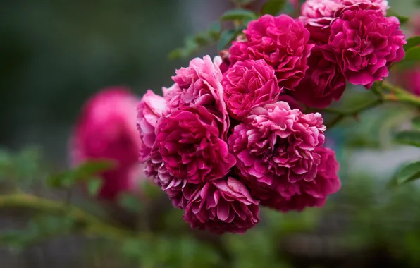 Blurred background, pink roses, the rose Bush