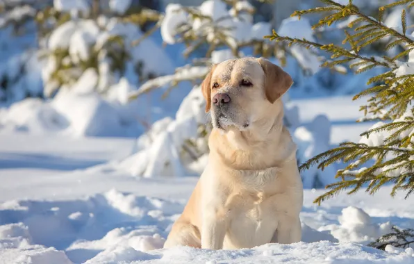 Winter, snow, dog, Labrador Retriever
