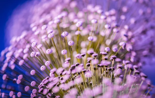 Picture macro, flowers, plant, small, lilac