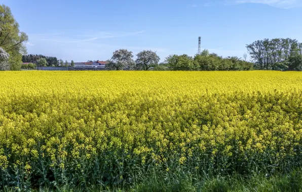 Field, trees, flowers, spring, may, Nature, may, flowering