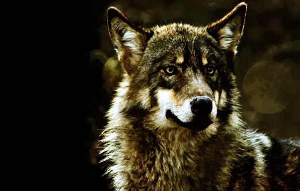 Nature, predator, animal, wolf, wildlife, portrait., Canis lupus. face • wolf • portrait • predator
