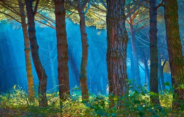 Picture forest, rays, fog, trunk, Wallpaper from lolita777, Mysteriously