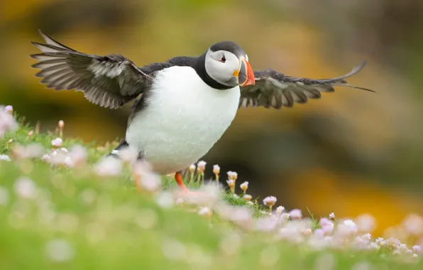 Flowers, nature, pose, bird, wings, stalled, stroke, the scope