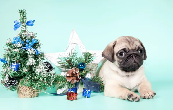 Tree, pug, puppy, New year