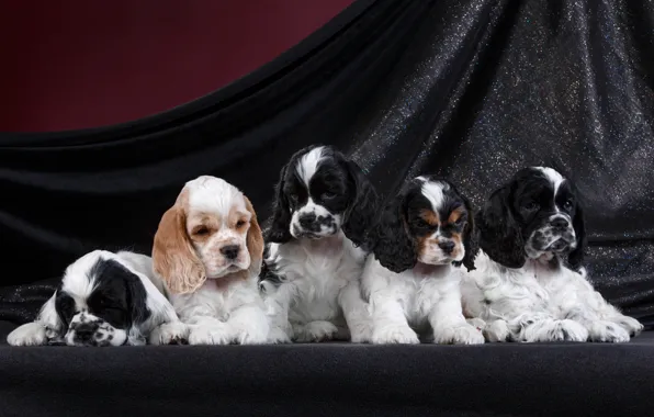 Puppies, breed, Spaniel, quintet
