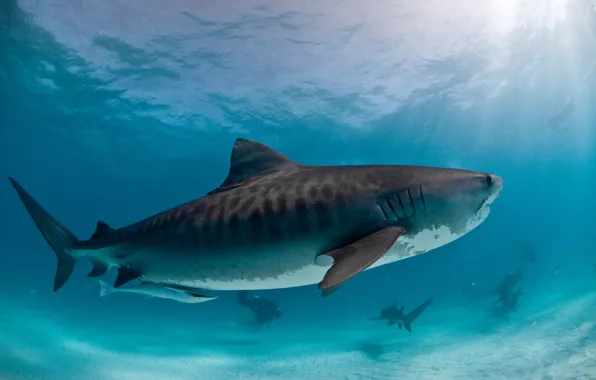Sand, sea, blue, the bottom, sharks, under water, rays of light, divers