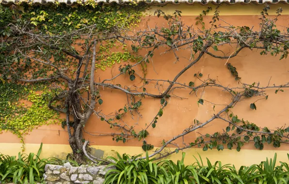 Roof, leaves, tree, plant, Bush, Wall